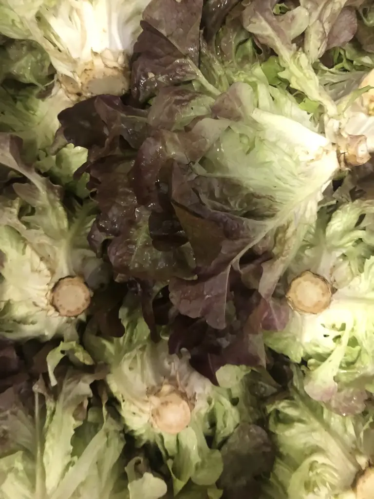 Salade batavia rouge bio( prix /unité ) légumes produits par la ferme de Maisoncelle 