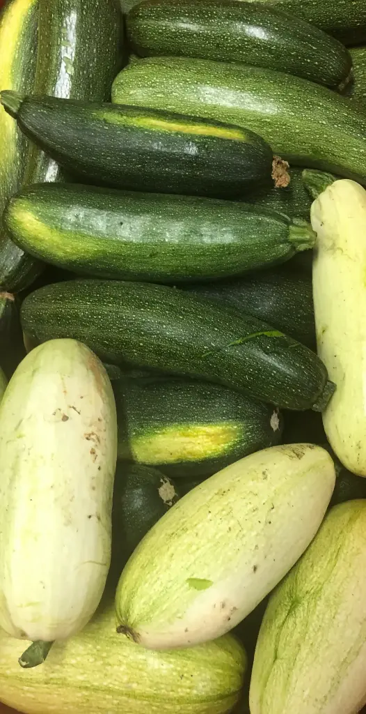 Courgettes calibre standard bio  légumes produits par "la ferme de Maisoncelle" (prix au Kg)
