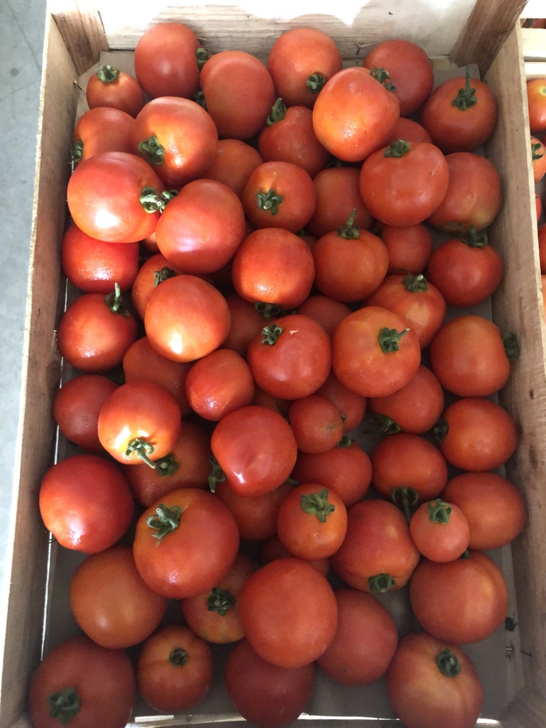 Tomates rondes Bio (prix au kg) jardin d'Appui 