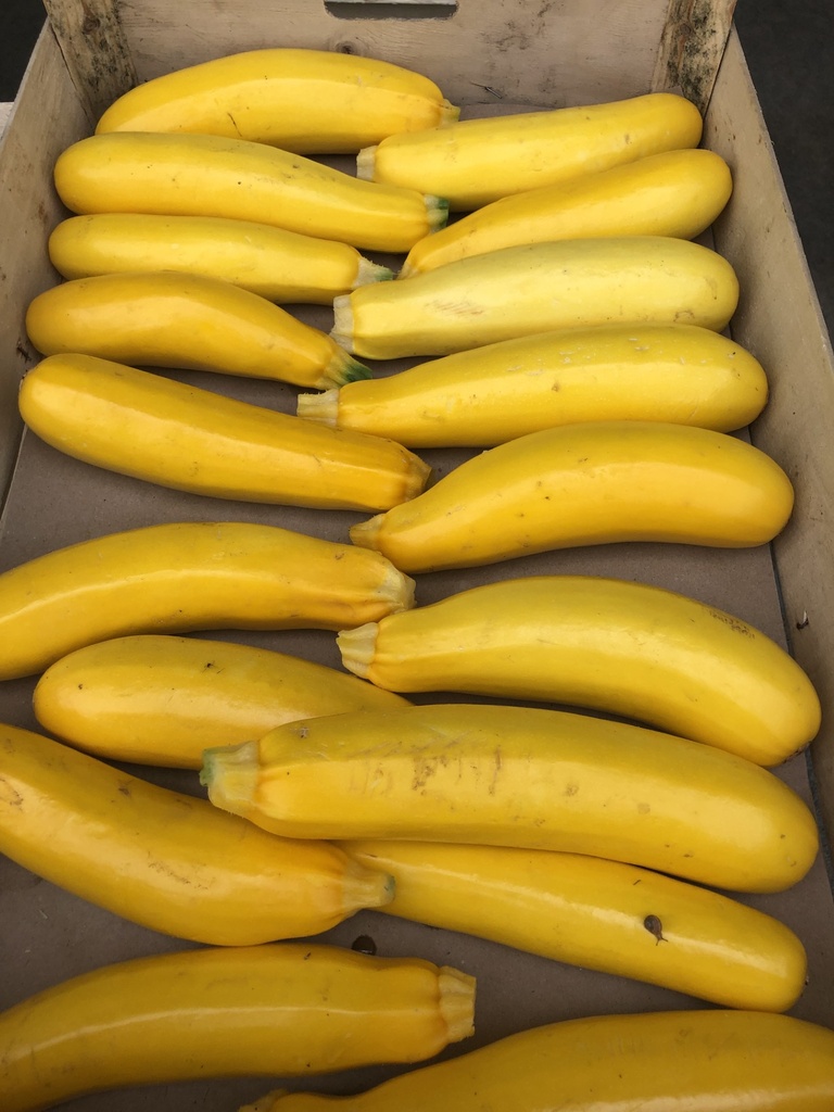 Courgettes jaune BIO  Légumes produits par "Papiole" (prix au kg)