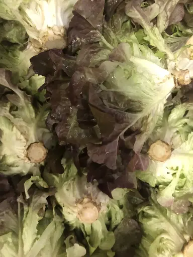 Salade batavia rouge bio(prix /unité) légumes produits par la ferme de Maisoncelle 