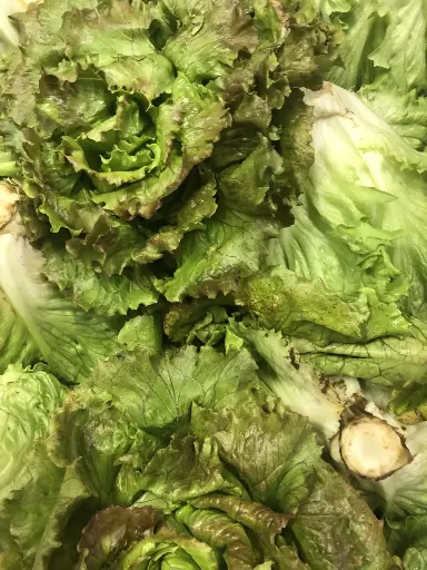 Salade feuille de chêne bio (prix /unité) légumes produits par la ferme de Maisoncelle  