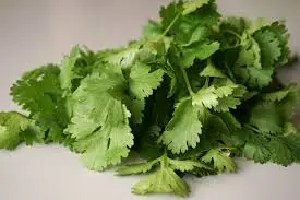 Coriande (prix/botte)  Le jardin de Papiole    