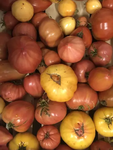 Tomates coeur de boeuf "Les jardins de PAPIOLE" (prix au kg)