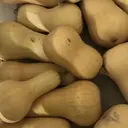 Butternut "ferme de Maisoncelle" (prix au kg) 