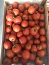 Tomates rondes "ferme de Maisoncelle" (prix au kg)   