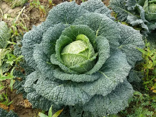 Choux de Milan "Les jardins de PAPIOLE" 